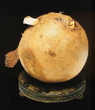 Il pesce palla del Museo Settala