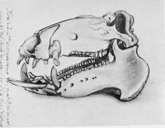La testa dell'ippopotamo settaliano in un disegno dell'epoca (Biblioteca Ambrosiana, Milano)