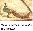 pavone